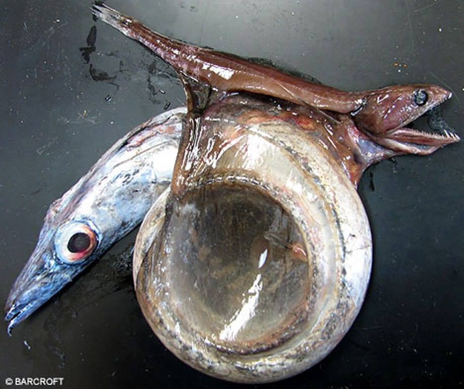 This is the aptly-named "black swallower", a fish known for eating bony fish up to 10x its mass and 2x its length.