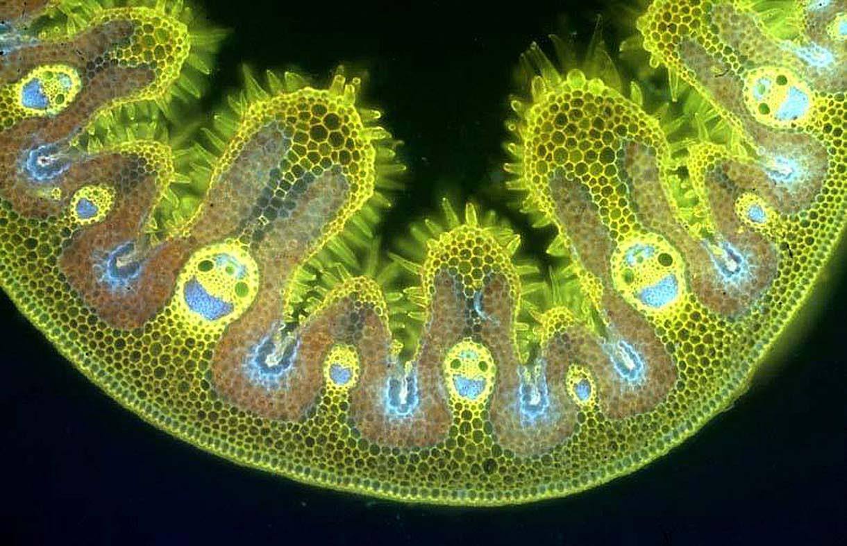 Happy faces hidden in a cross-section of a blade of marram grass.
