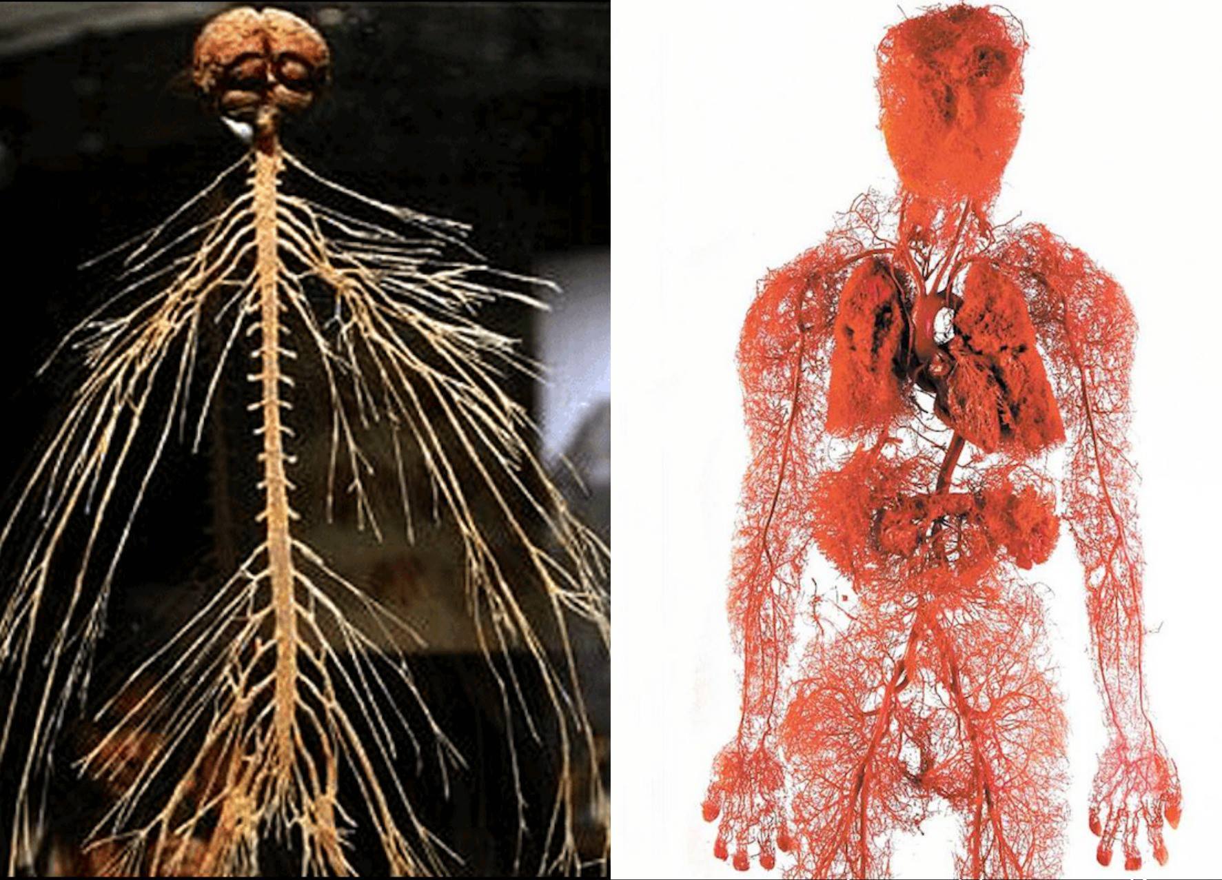 The blood vessels and nerves in the human body. Both of these were developed using a technique called "plastination" a method of preserving body parts. It replaces water and fat with certain plastics, resulting in specimens that do not decay.