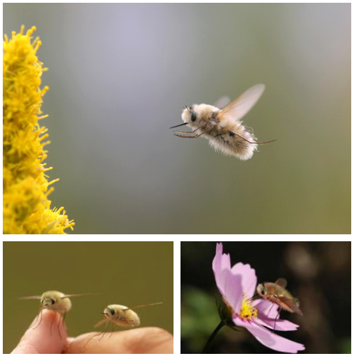 Bee flies are the largest known family of flies Diptera, consisting of more than 4,500 described species.