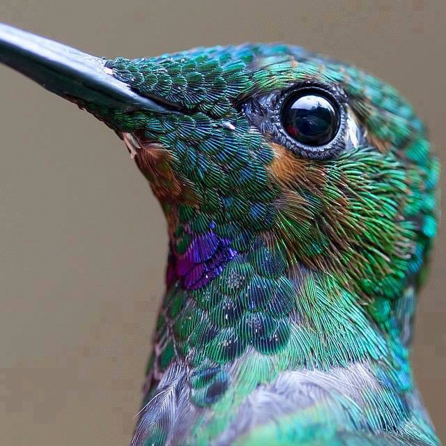 Close up look at a hummingbird's feathers.