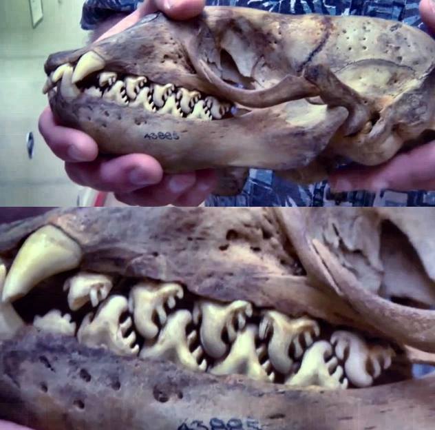 The bizarre teeth of the crabeater seal. They don't actually eat crabs, but krill. Their teeth have evolved specifically for this diet and filter the water for their tiny crustacean prey.