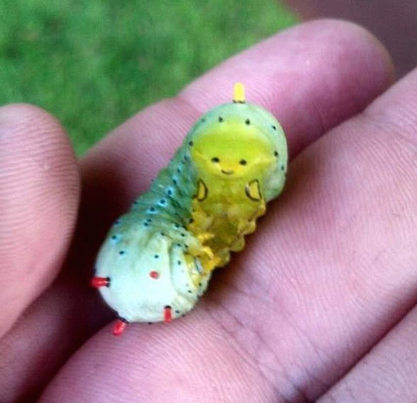 This is the happiest little caterpillar I've ever seen.