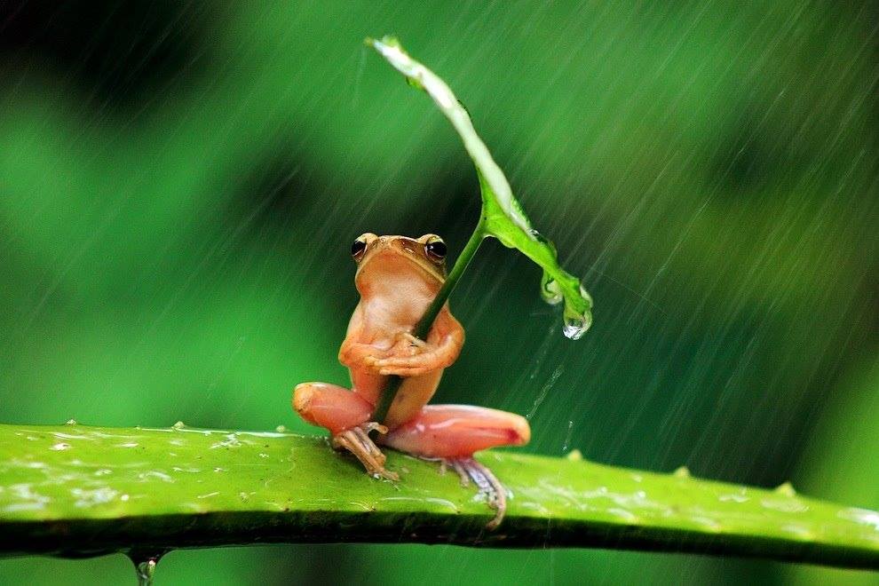 A two inch frog shelters itself from the rain in Jember, East Java, in Indonesia.