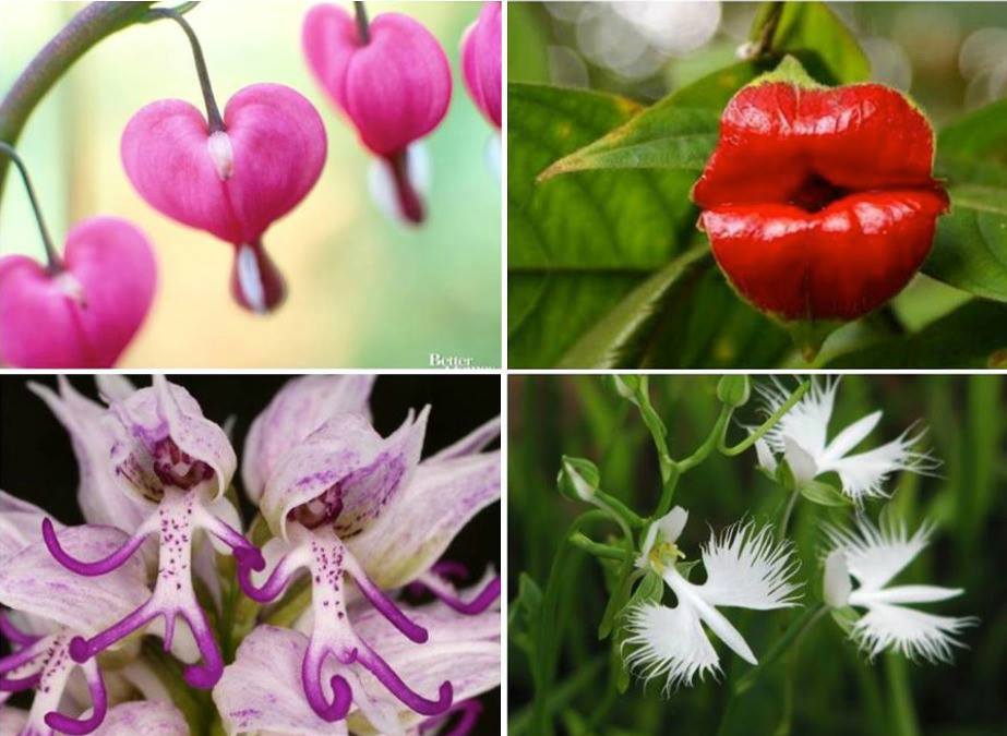 Lamprocapnos spectabilis - the bleeding heart flower.Psychotria elata - hooker's lips.Orchis italica - naked man orchid.Habenaria radiata - the white egret flower