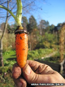 Lost wedding ring found on carrot growing in her garden after 16 years.