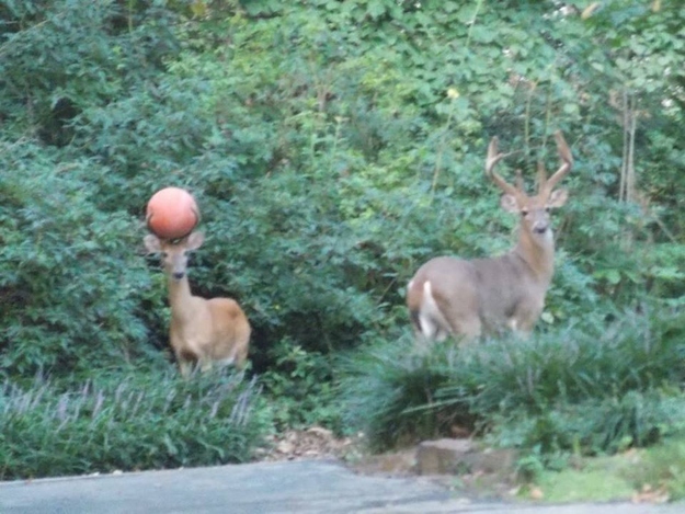 A deer with a basketball. Actually.