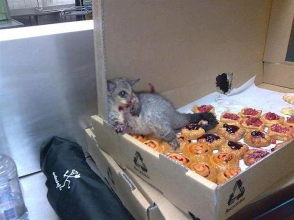 A possum broke in to an Australian bakery and couldn't escape...because he ate too much.