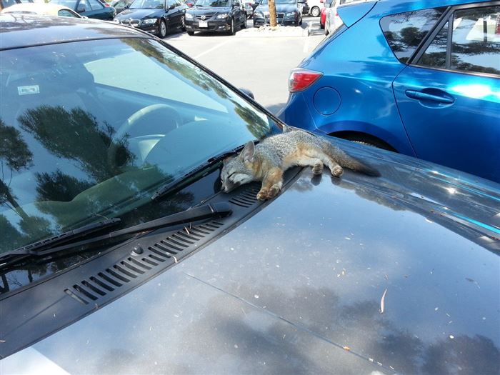 Baby fox fell asleep on someone's car.