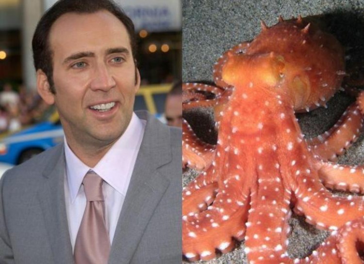 Nicolas Cage got acting lessons from his pet octopus. Nicolas Cage has never been one for normalcy. Rather than hire an acting coach, the star opted to study the movements of his pet octopus
