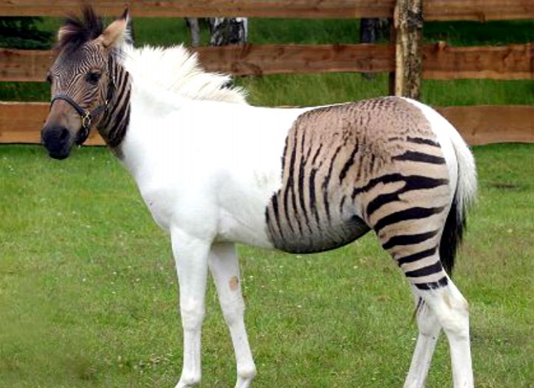 This is a zebra and pony hybrid; known as a zony.