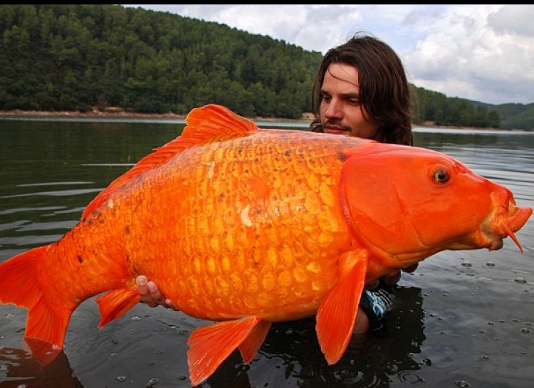 Raphael Biagini, pictured here, spent 6 years hunting this gigantic goldfish in southern France before actually managing to catch him.