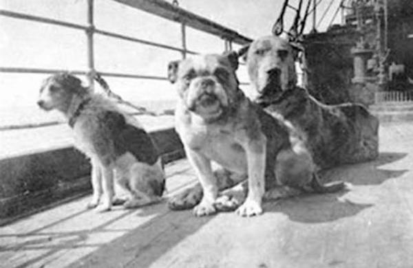 dogs on the titanic
