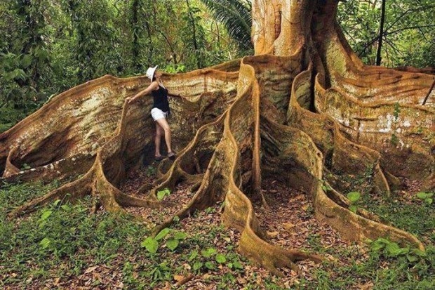 amazing tree