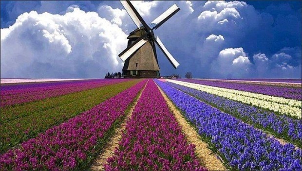 A field of flowers in Holland