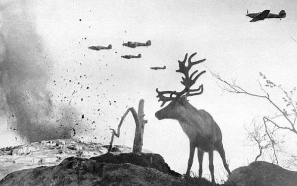 A shell-shocked reindeer looks on as war planes drop bombs on Russia in 1941.