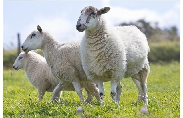 When Wales joined the United Kingdom, they found a loophole in the laws regarding sheep - if you were caught stealing a sheep, your hand was cut off. If you were caught having sex with a sheep, just your finger was. So lots of sheep thieves just *said* they were sheep-lovers to avoid the harsher punishment.