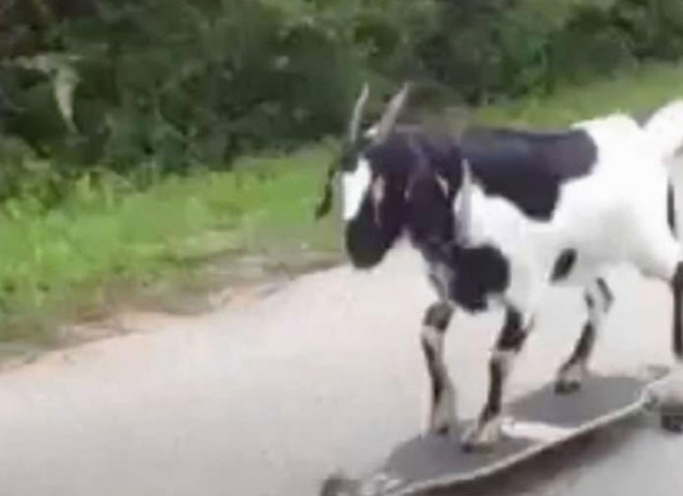 This goat breaking the Guinness Book of World Records for riding a skateboard.