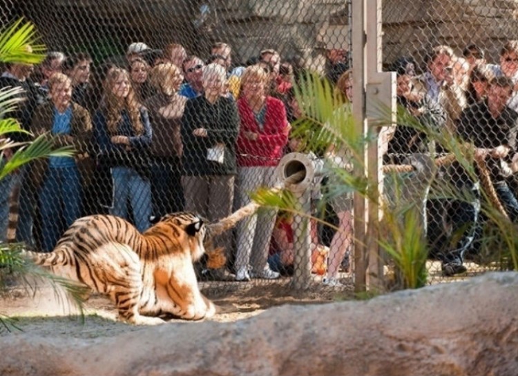 This zoo moment playing tug of war with a tiger