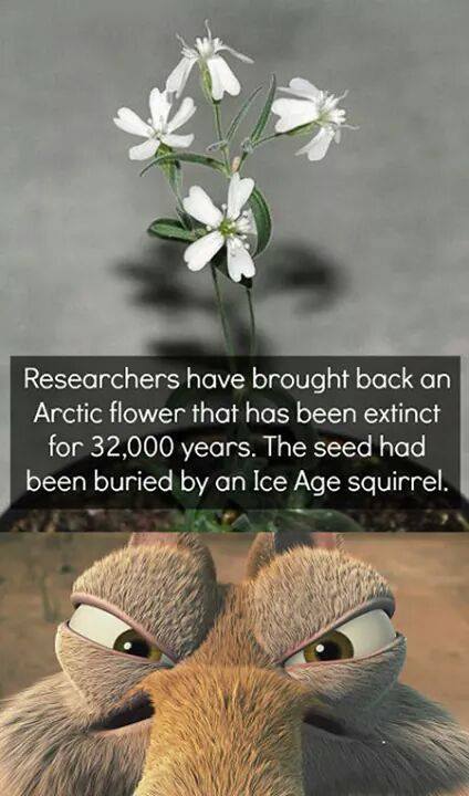 silene stenophylla - Researchers have brought back an Arctic flower that has been extinct for 32,000 years. The seed had been buried by an Ice Age squirrel.