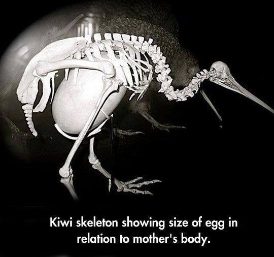 pregnant kiwi bird - Kiwi skeleton showing size of egg in relation to mother's body.