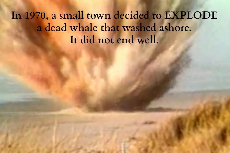 exploding whale - In 1970, a small town decided to Explode a dead whale that washed ashore. It did not end well.