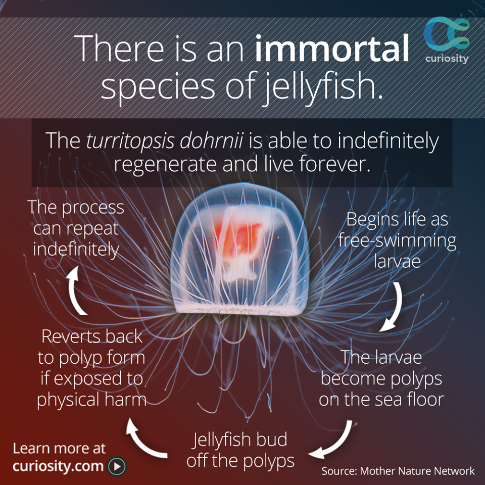 immortal jellyfish jellyfish facts - There is an immortal species of jellyfish. The turritopsis dohrnii is able to indefinitely regenerate and live forever. The process can repeat indefinitely Begins life as freeswimming larvae Reverts back to polyp form 