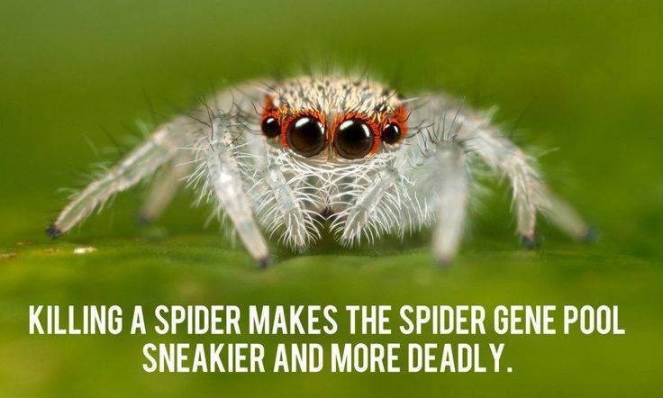 jumping spider - Killing A Spider Makes The Spider Gene Pool Sneakier And More Deadly.