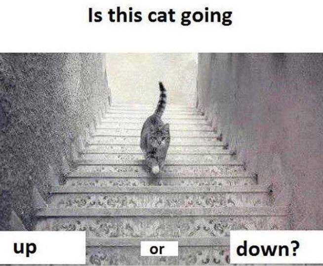optical illusion stairs - Is this cat going up or down?
