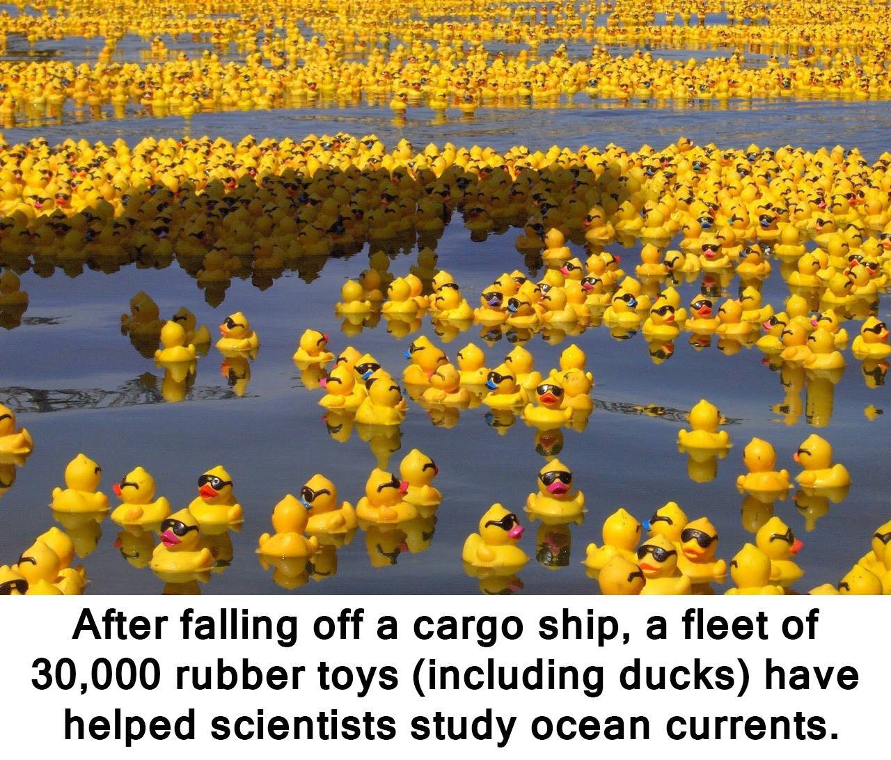 rubber ducks lost at sea - After falling off a cargo ship, a fleet of 30,000 rubber toys including ducks have helped scientists study ocean currents.