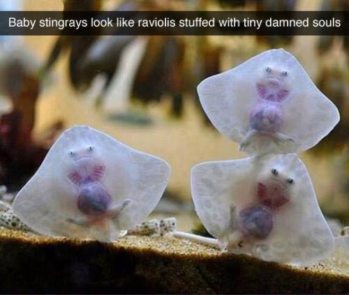demon ravioli - Baby stingrays look raviolis stuffed with tiny damned souls
