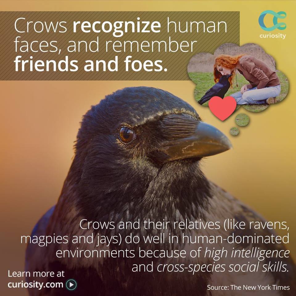curiosity Crows recognize human faces, and remember friends and foes. Crows and their relatives ravens, magpies and jays do well in humandominated environments because of high intelligence and crossspecies social skills. Learn more at curiosity.com Source