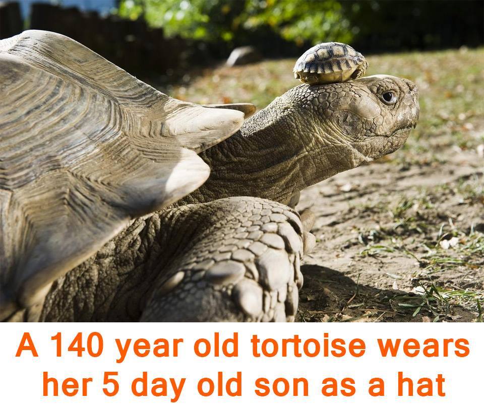 A 140 year old tortoise wears her 5 day old son as a hat