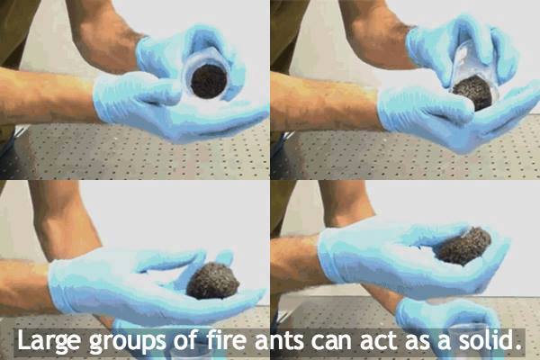 hand - Large groups of fire ants can act as a solid.