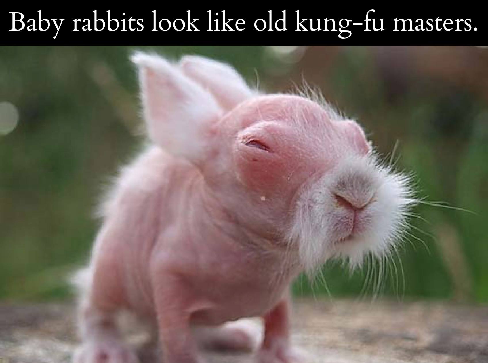 baby rabbit hairless - Baby rabbits look old kungfu masters.