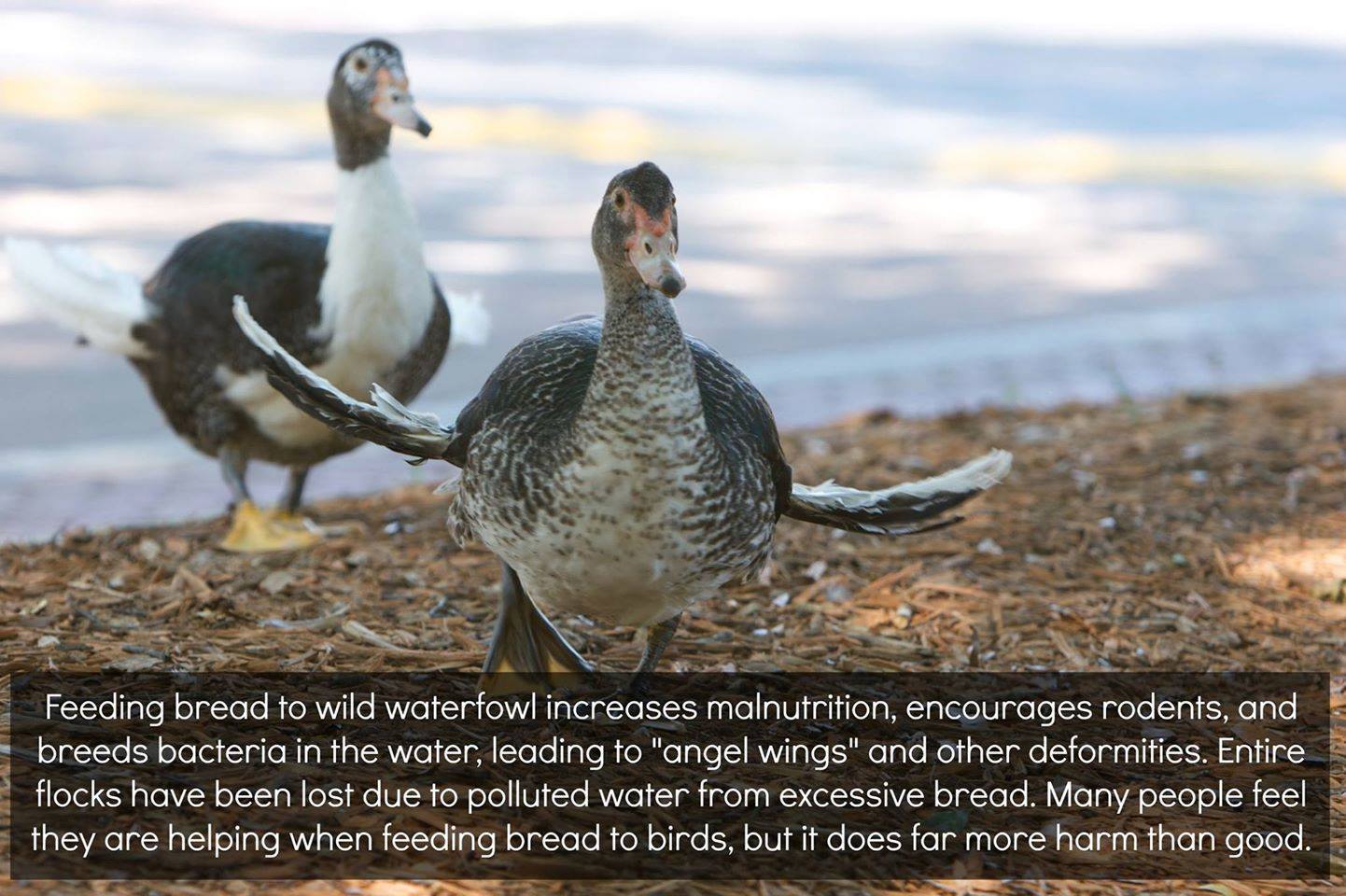 feeding birds bread - Feeding bread to wild waterfowl increases malnutrition, encourages rodents, and breeds bacteria in the water, leading to "angel wings" and other deformities. Entire flocks have been lost due to polluted water from excessive bread. Ma