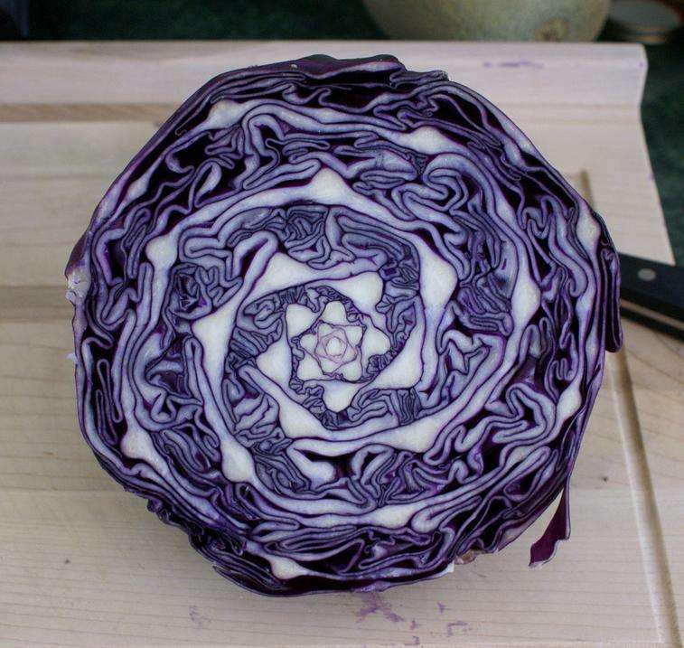 The shapes found inside a cabbage