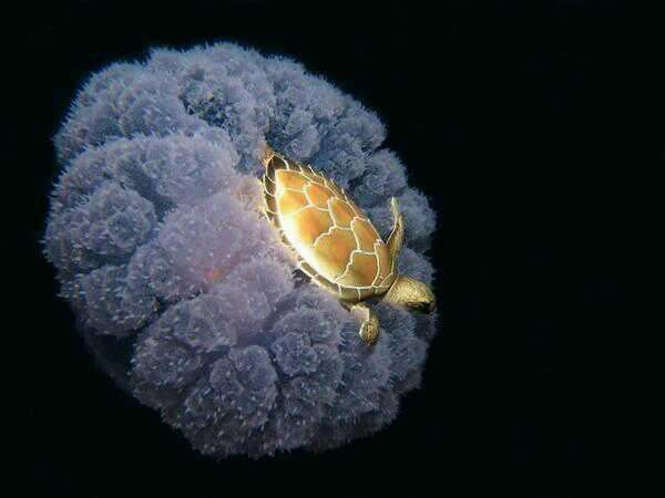 A turtle using a jellyfish for a ride through the ocean