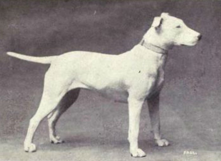 Bull Terrier, 1915