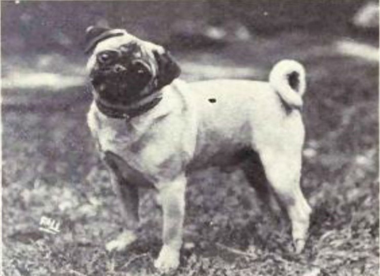 Pug, 1915