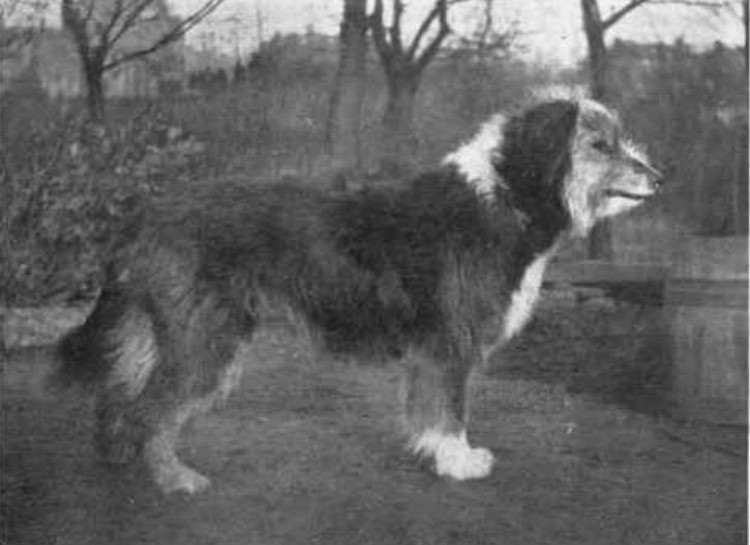 Bearded Collie, 1915