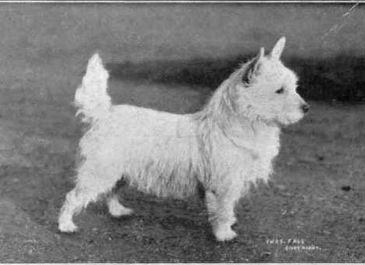 White Terrier, 1915