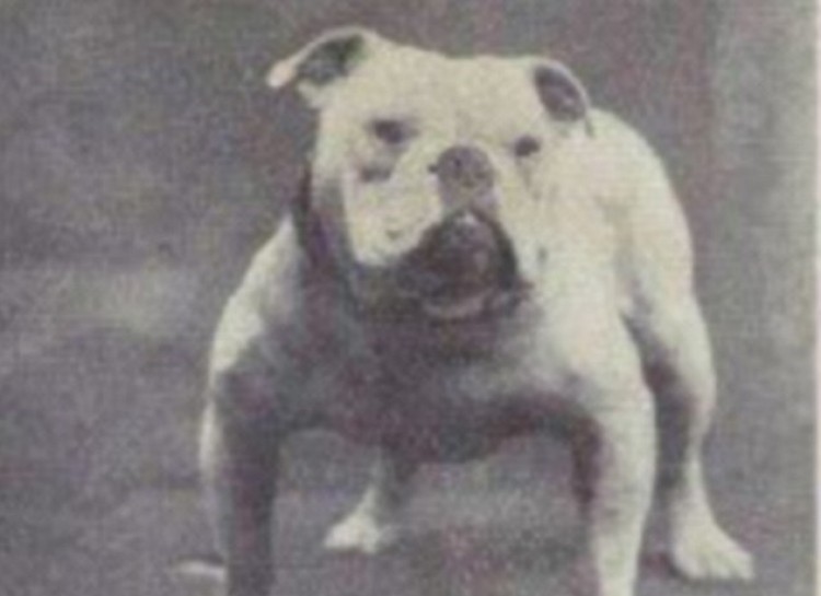 English Bulldog, 1915
