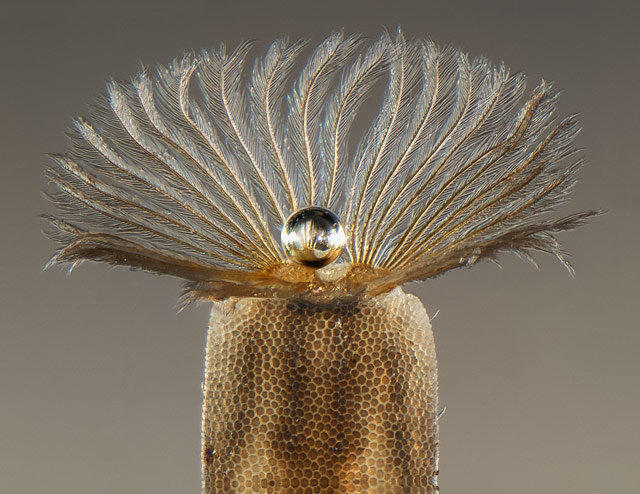 air pearl on respiratory fringe of fly larva - 30x