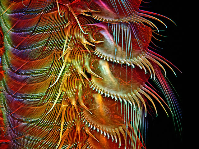 appendages of a brine shrimp - 100x