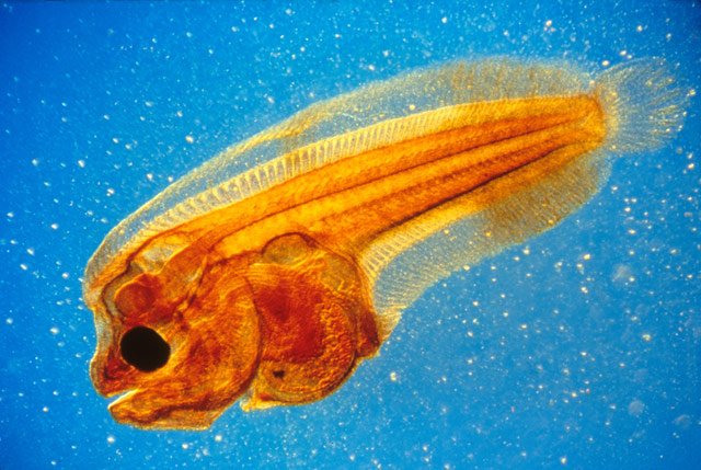 flounder larva