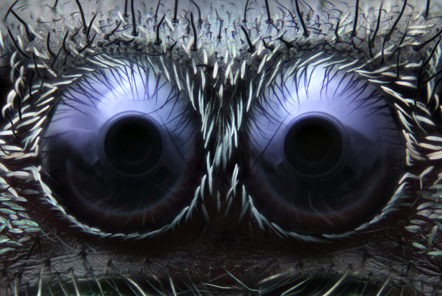jumping spider eyes - 20x