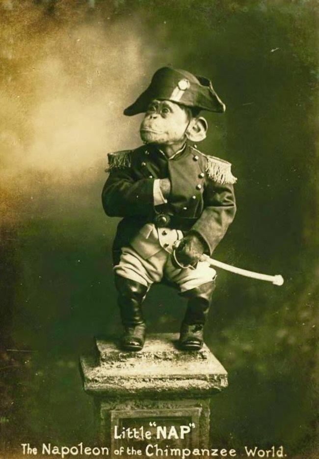 Popular as Little Nap, the “Napoleon of the Chimpanzee World” is a circus chimp who became a renowned tourist attraction in 1915