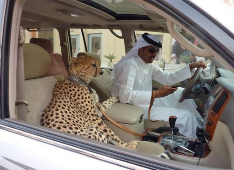 wtf car dubai tiger in car
