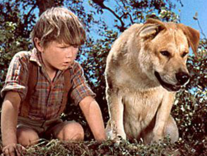 "OLD YELLER" (1957) Walt Disney strikes again with a tear-jerking classic that is still known and loved to this day.